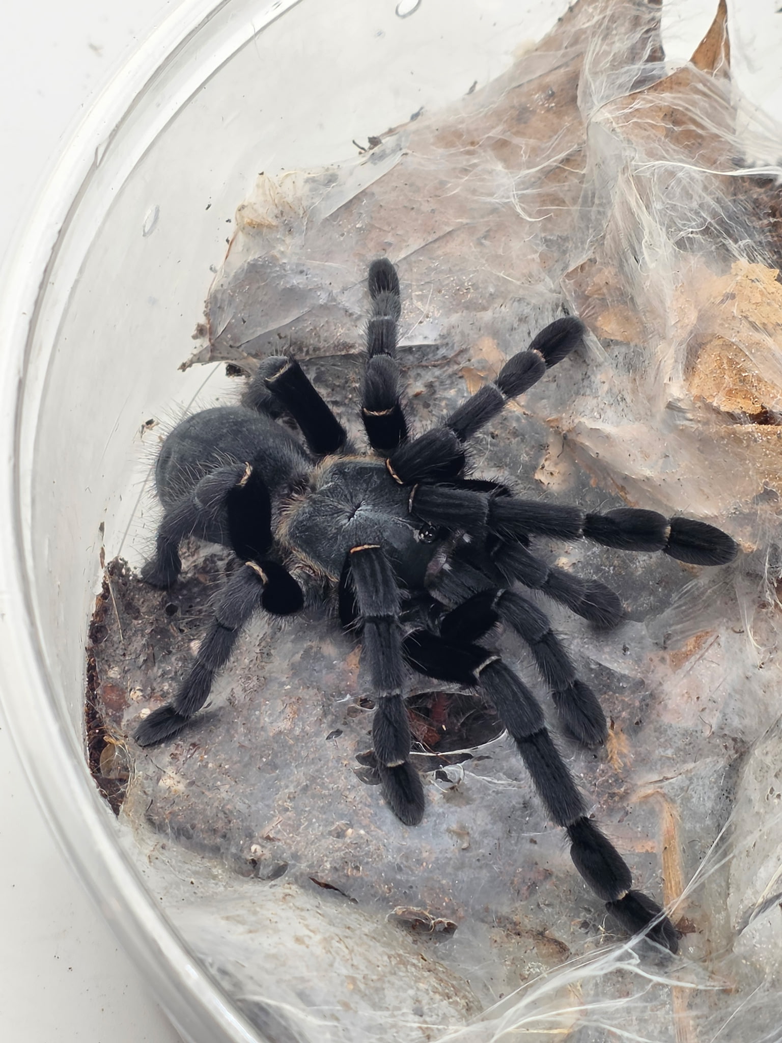 Tarantula